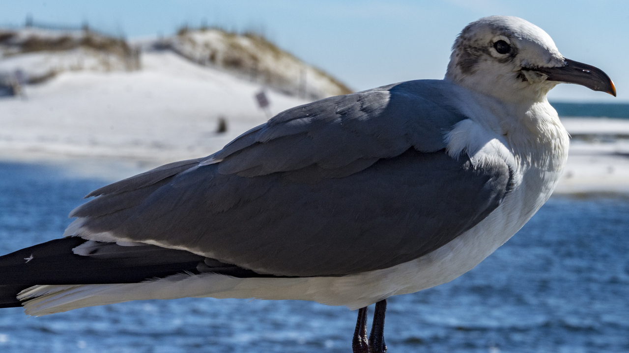 20160216-142051••Destin•Florida•USA