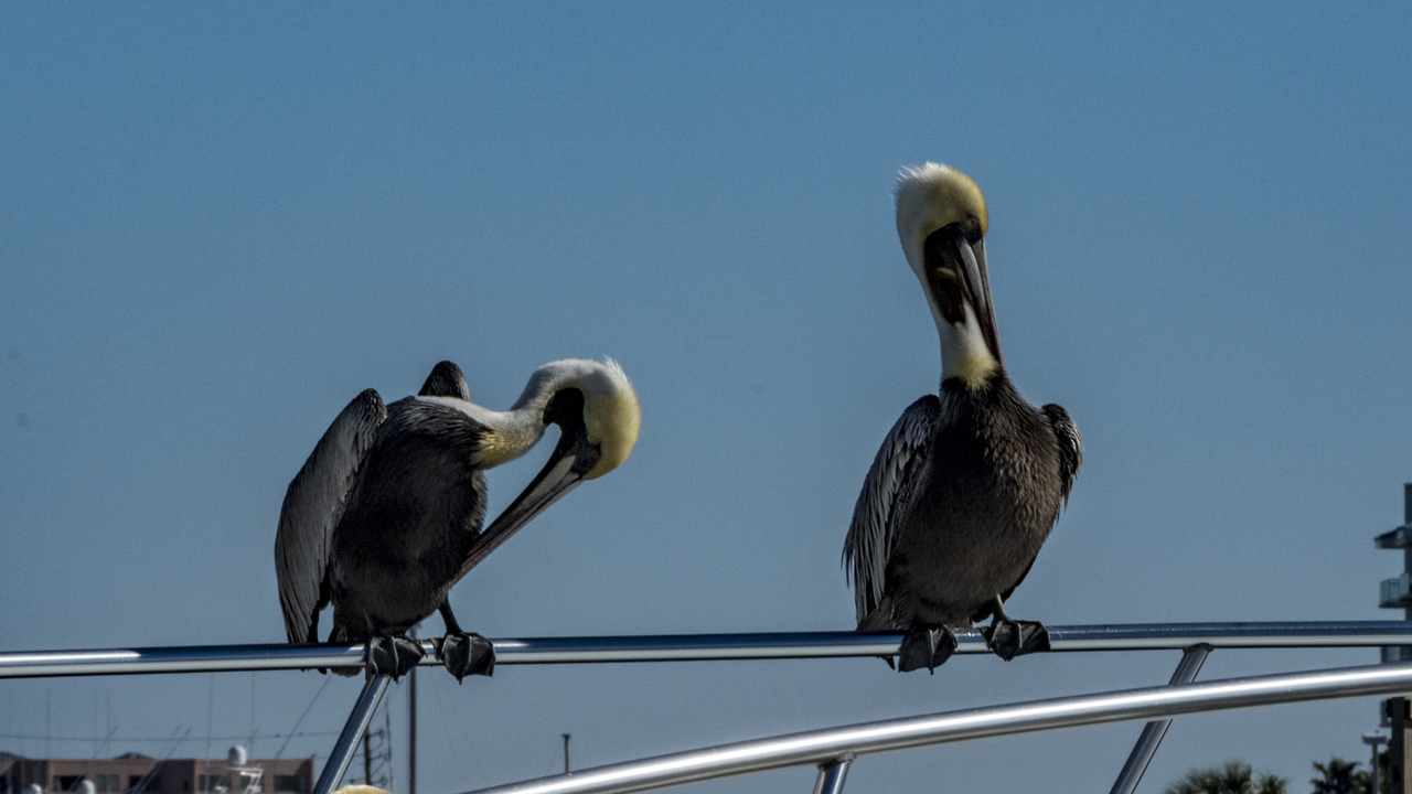 20160216-142744••Destin•Florida•USA