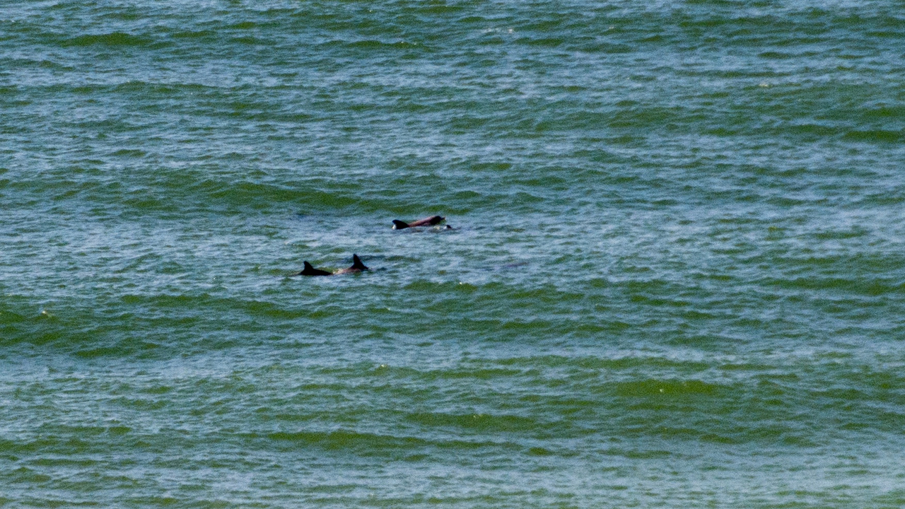 20160225-103011••Destin•Florida•USA