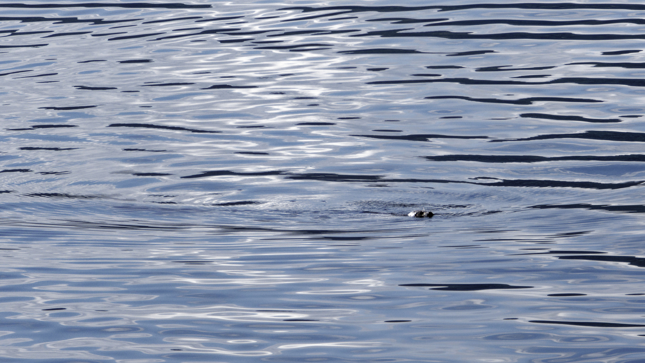 20260820•113154•••Balestrand•Vestland•NO